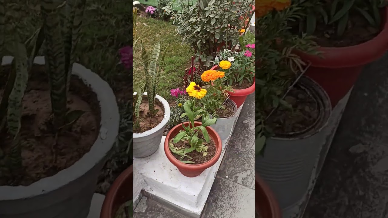 My small home garden