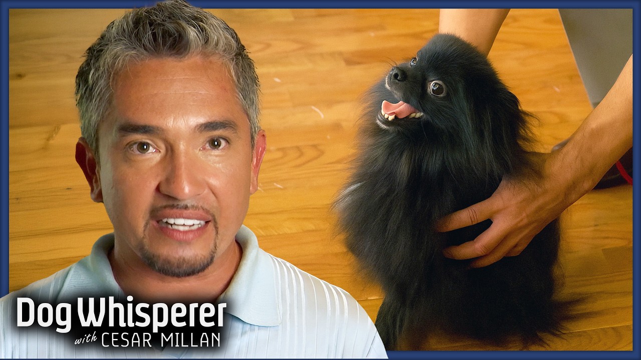 Pomeranian’s Separation Anxiety Is Spinning Out of Control! | Dog Whisperer with Cesar Millan