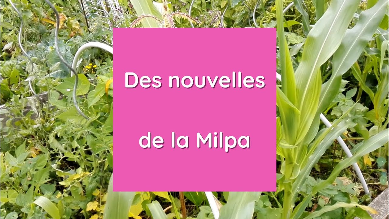 Des nouvelles de la Milpa et autres (permaculture)