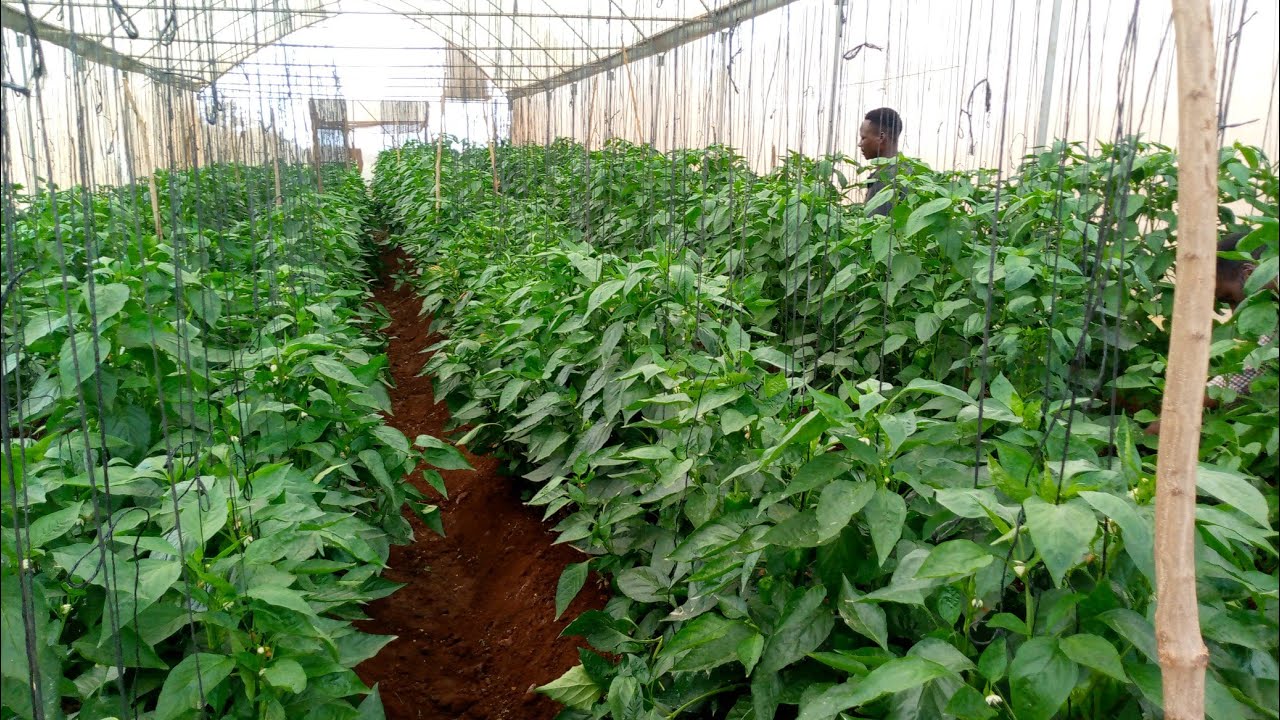 FAIDA ZA KULIMA PILIPILI HOHO KWENYE KITALU NYUMBA(Screen house/greenhouse) @ sua
