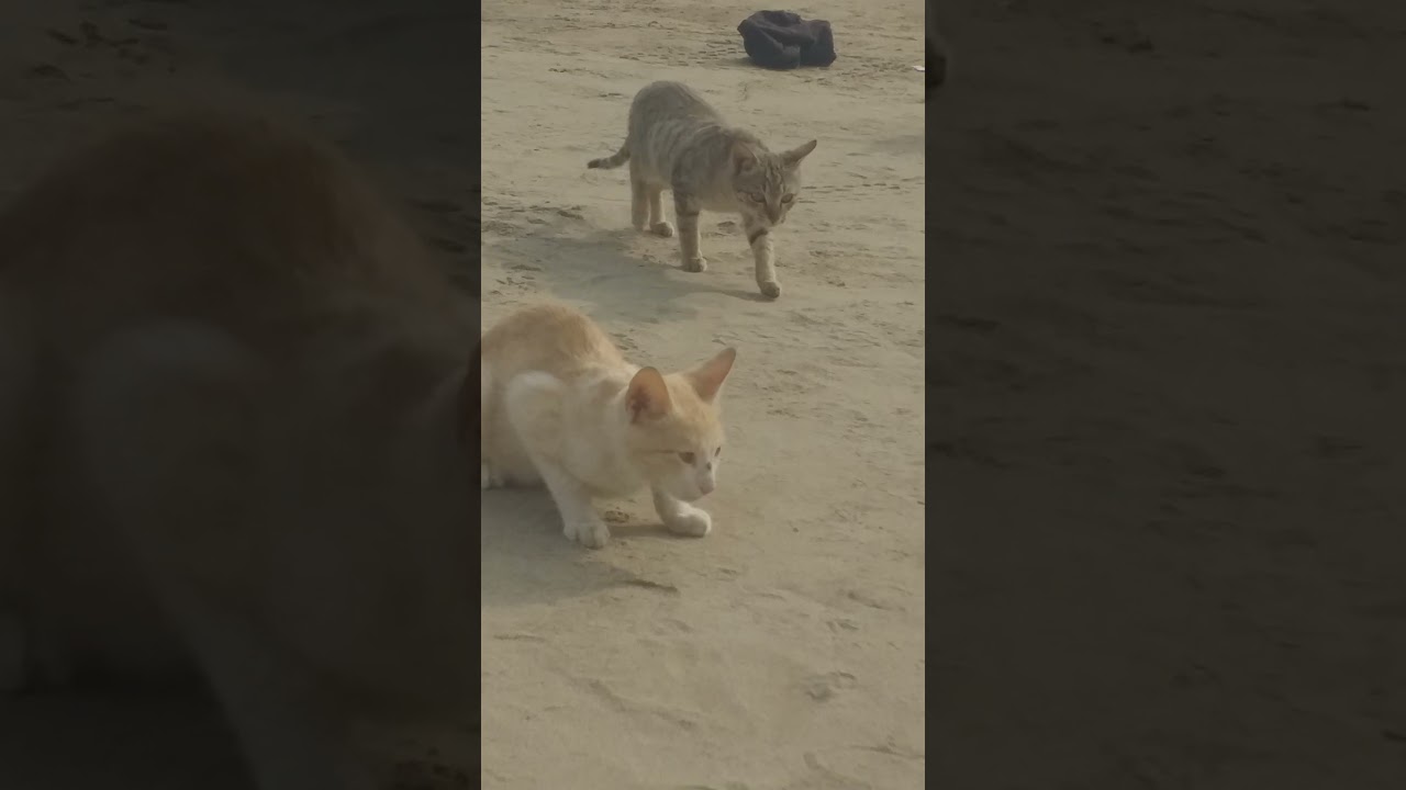Selfish Cat