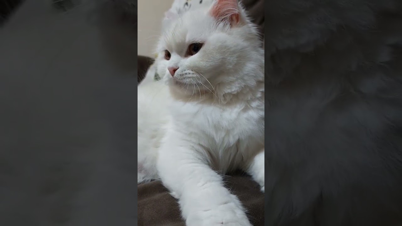 She's a bit quiet today #snow #whitecat #cute #kitten #asmr #cutecat #catlover #shorts #shortsvideo
