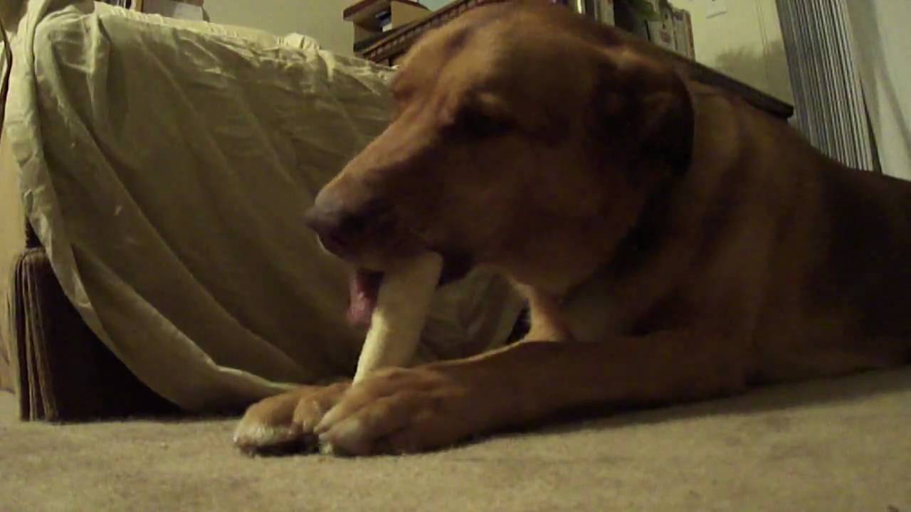 A Dog Chewing a Bone!