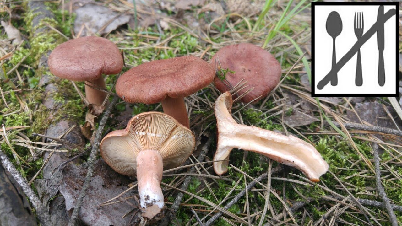 Mleczaj rudy (Lactarius rufus) Jaworzno 18.06.2017