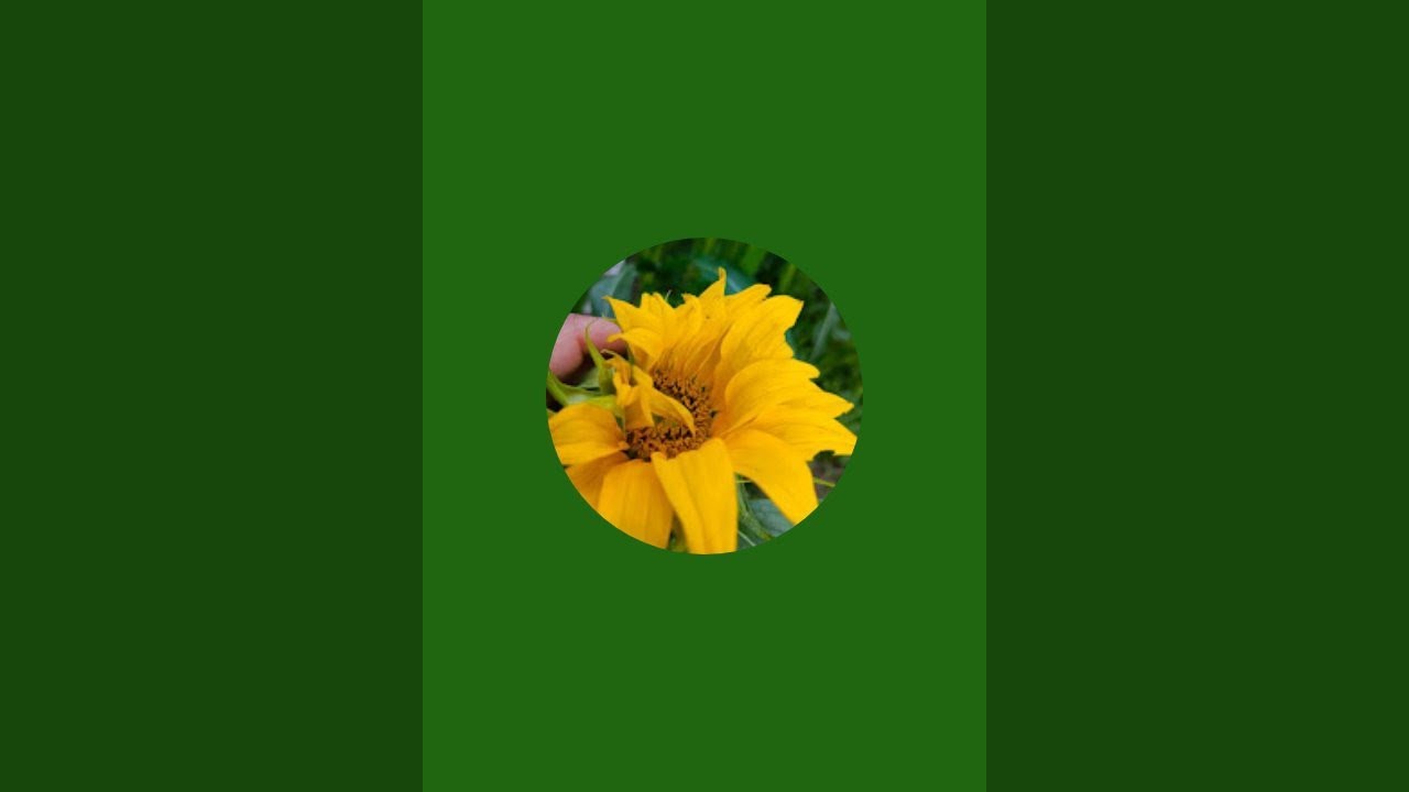 ybgardeningart is live!