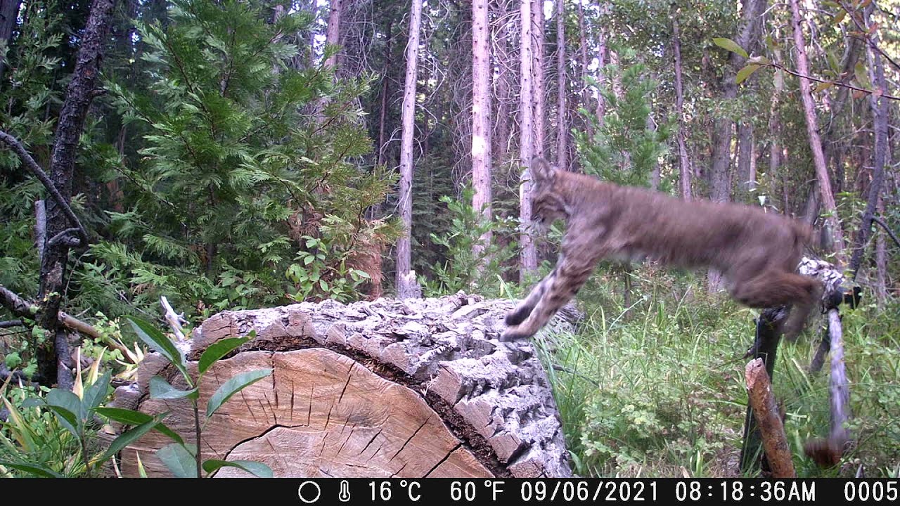 My Nemesis Bobcat FINALLY Visiting my Camera Trap