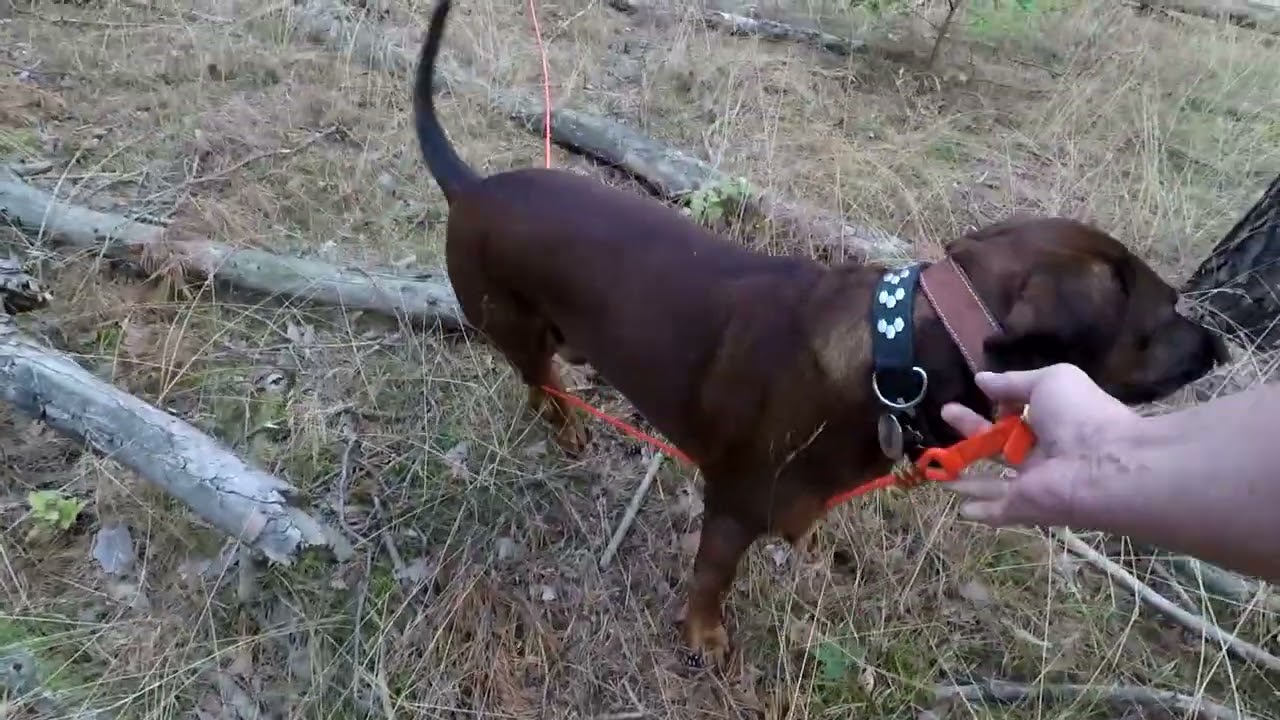 T13 Suche Unfallwild mit Schwei&szlig;hund Damhirsch Damtier