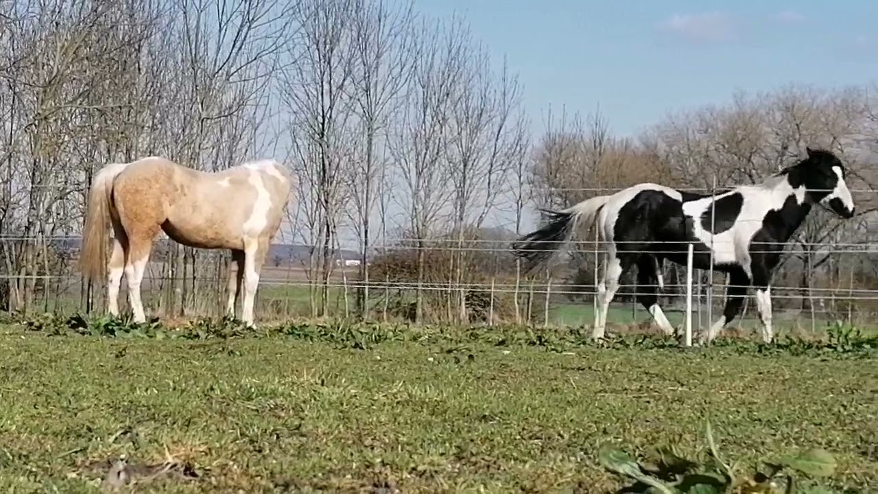 Když se zamiluje kůň 💞
