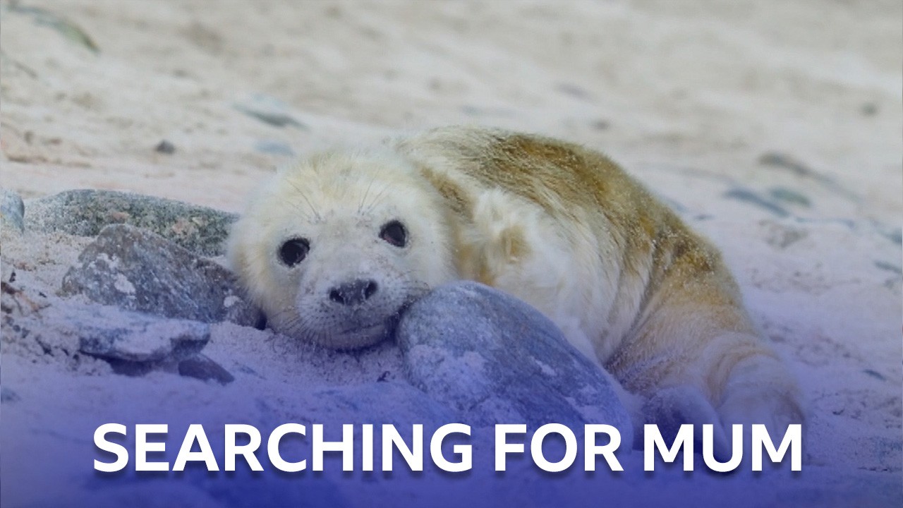 Seal Pup's Missing Mum | Scotland: The New Wild | BBC Scotland