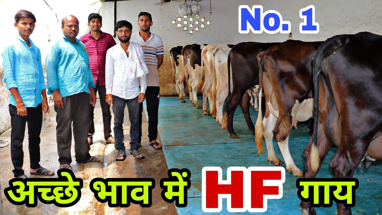 Haryana में सबसे अच्छी गाय बेचने वाले फार्म की कहानी - Best Cow Farm of Haryana #cow #cowfarm