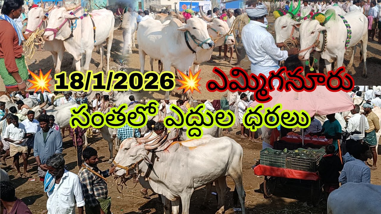 ఎమ్మిగనూరు సంతలో సిమ ఎద్దులకు పలికిన రేట్లు // #yemmiganur bull's video's #trending #viralvideos 