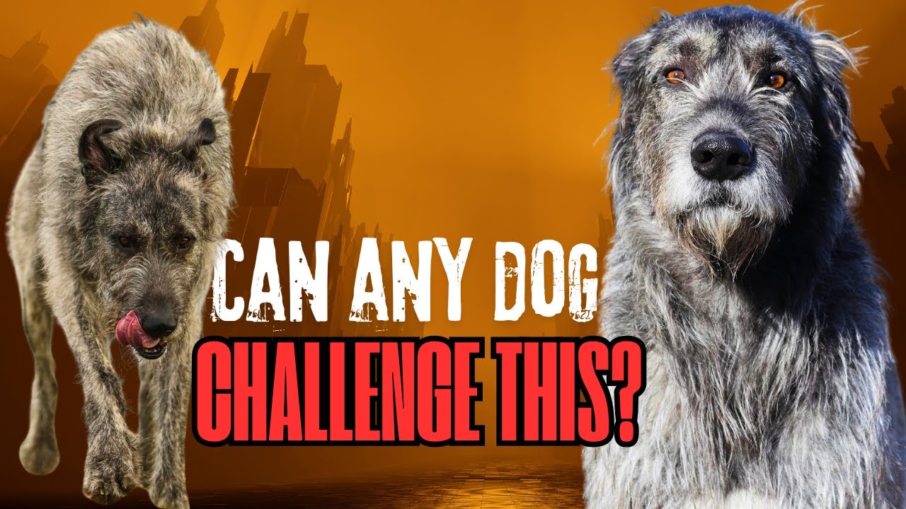 5 Dog Breeds Strong Enough to Challenge an Irish Wolfhound
