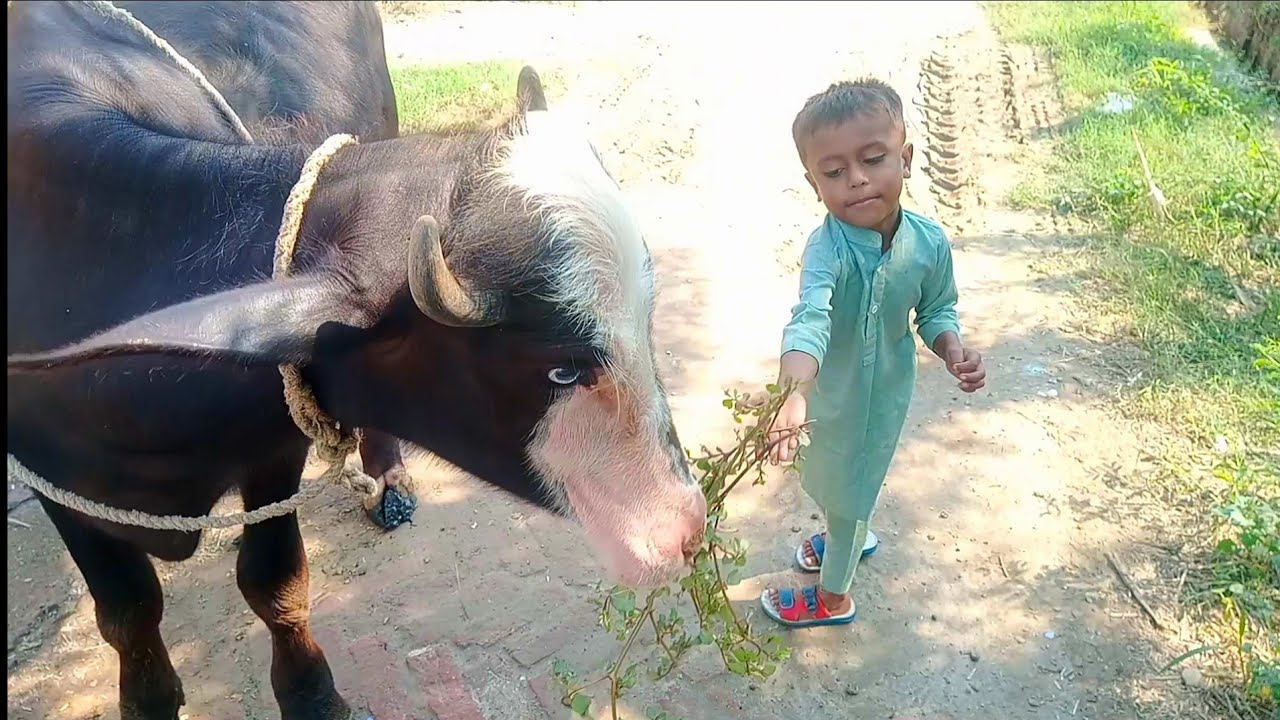 first time buffalo ko Bahar chara Khila | adil charwaha