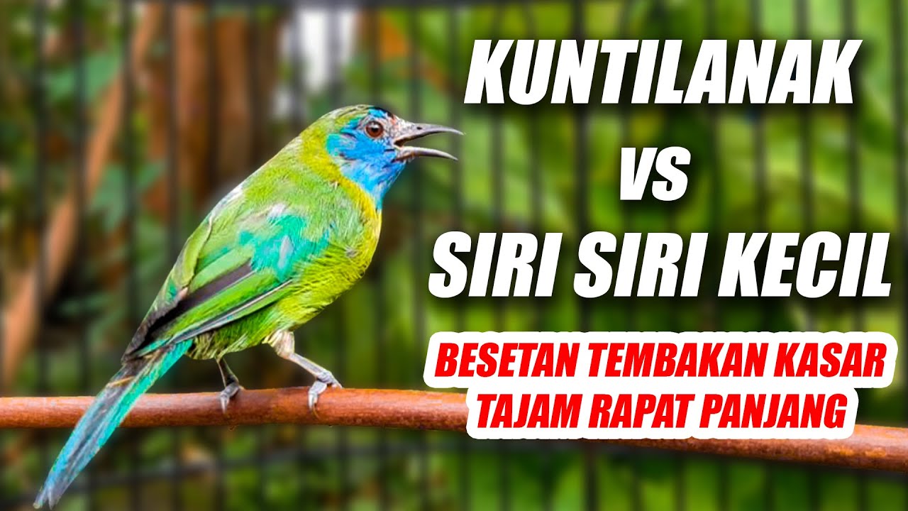 MASTERAN BURUNG JUARA!! CUCAK KINOI GACOR FULL ISIAN BESETAN KUNTI DAN TEMBAKAN SIRI SIRI KECIL