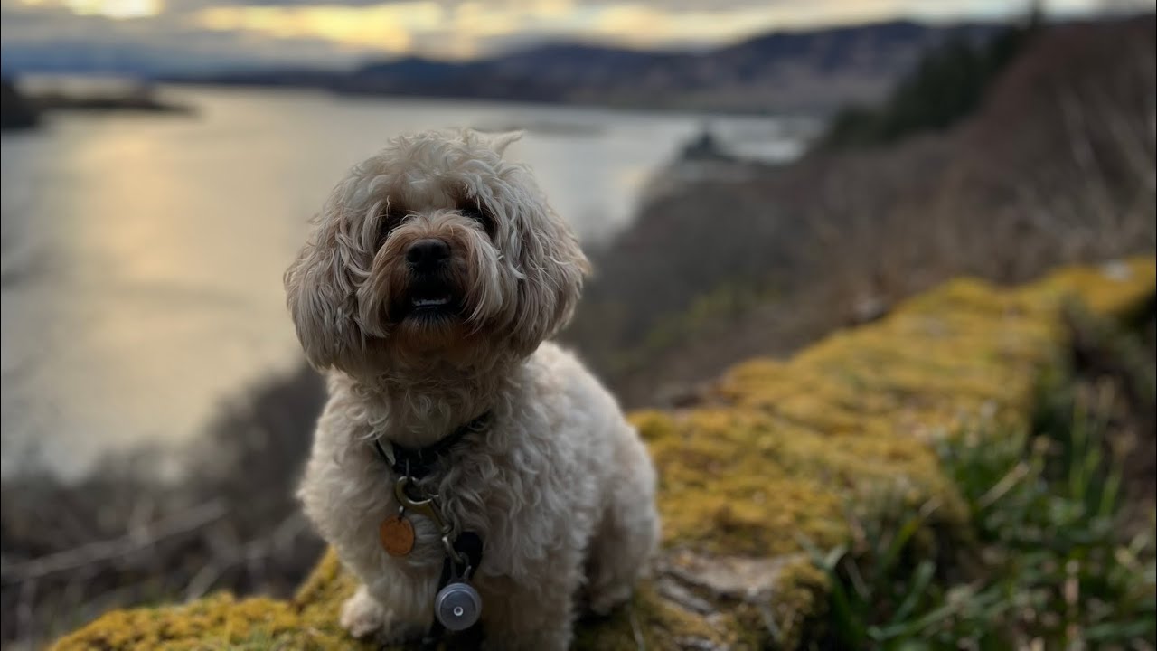 Willow the dog