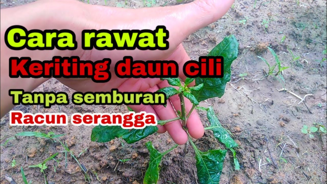 Cara mengatasi/rawat keriting daun pada pokok cili/cabe-How to treat curly chili leaves .