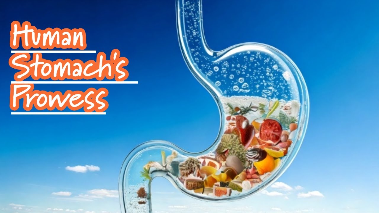 Human Stomach's Prowess!