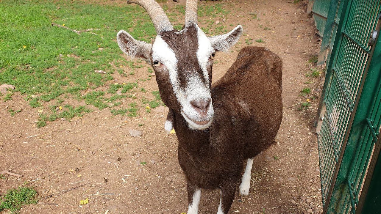 Ложная беременность // Надо было доить // Бананы и мандарины