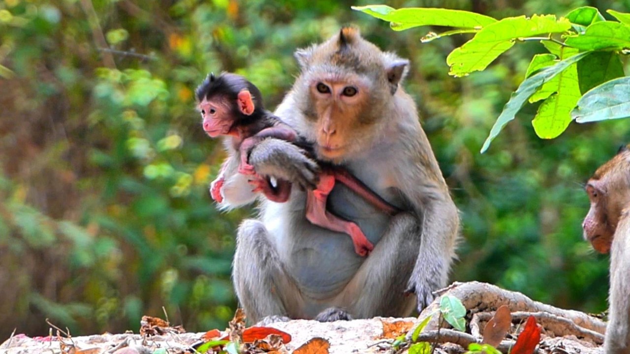 Super adorable little baby BESLEY wants to fly in Mom Botha's hands, | AmberTroop
