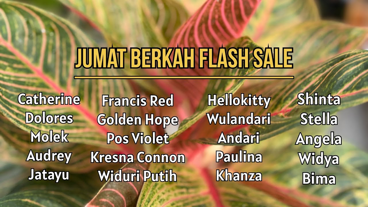 Flash Sale Aglonema Edisi Jumat Berkah