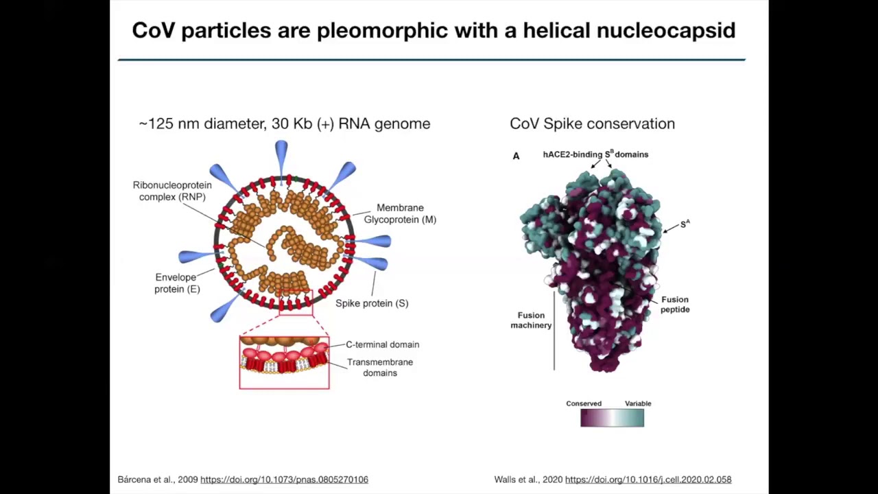 Coronaviruses 101  Focus on Molecular Virology