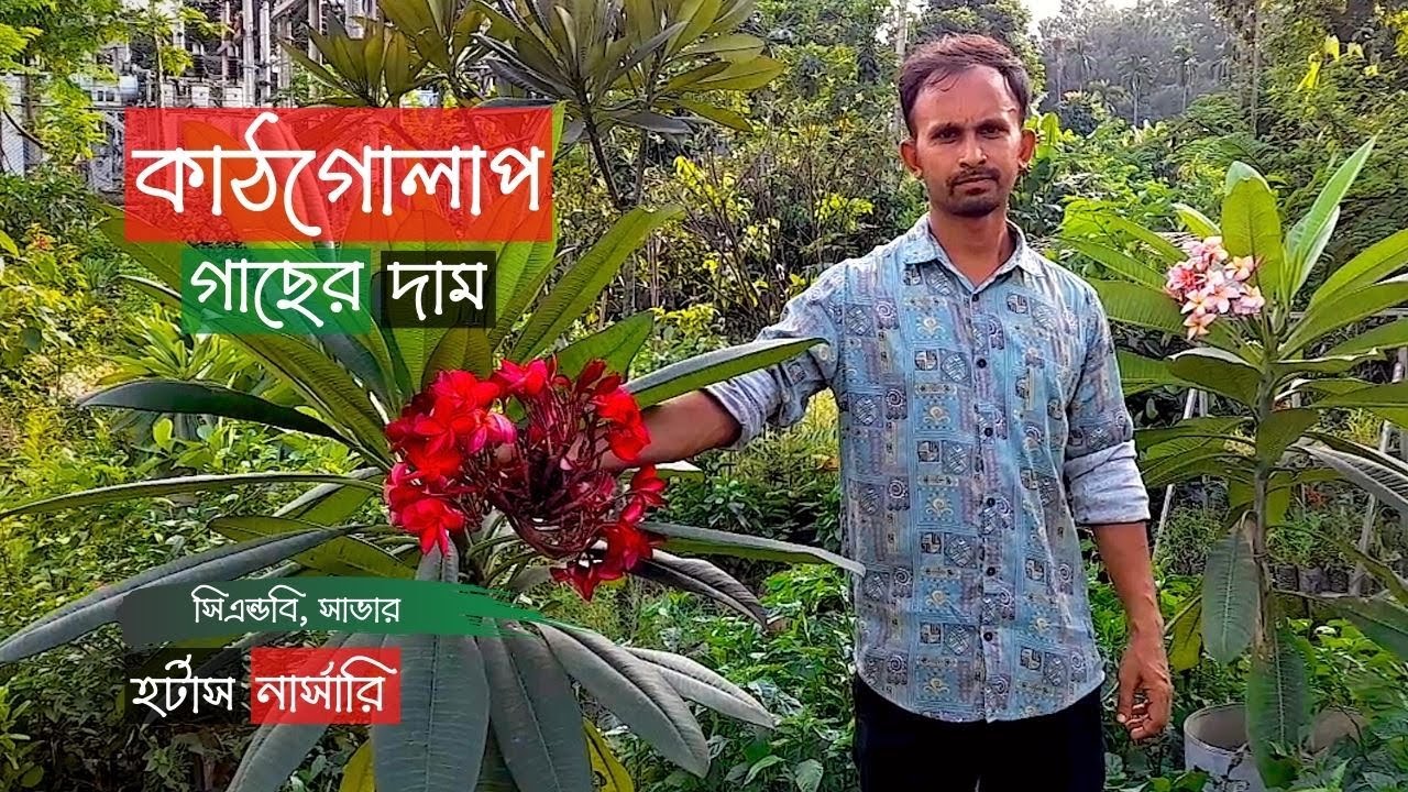 কাঠগোলাপ ২৭ টি জাত সাভারের হর্টাস নার্সারিতে | Plumeria Frangipani | Gardening Bangladesh