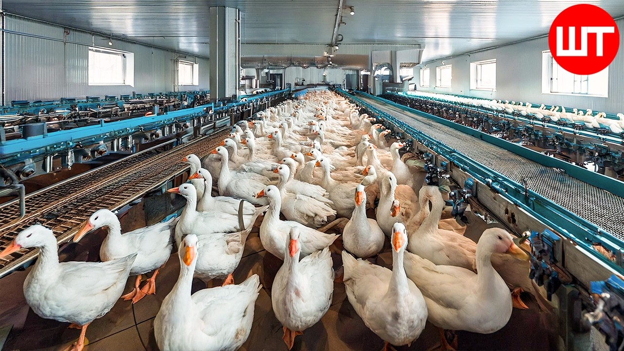 How Millions Of Goose Rise & Process | Modern Farming Technology