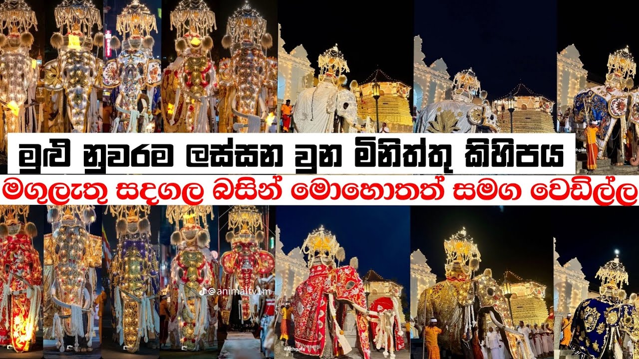 වාසනා ඉන්දි සිංහගෙන් සෙංකඩගලම ලස්සන කරපු ඒ මිනිත්තු කිහිපය |Kandy perahera 2025 