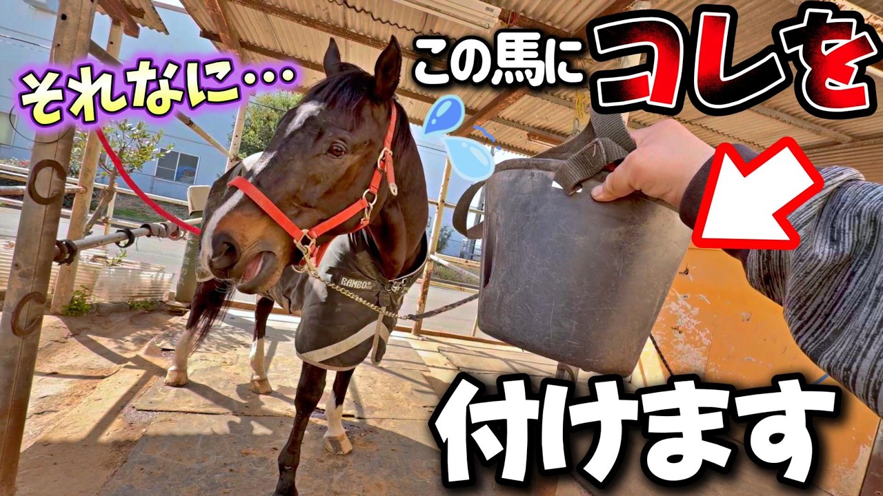 人を噛んでしまう…！？洗い場にいる引退競走馬の顔に口かごを着用する理由が意外すぎました。【ツルマルボーイ様のシモベ】