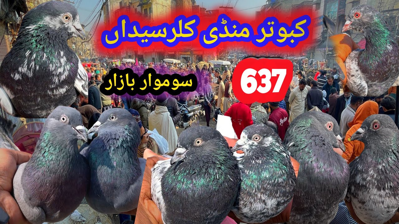 638 | Monday Kabootar Mandi Kallar Syedan | Today 23/2/2026 | Latest Update High Flyer Pigeon Market