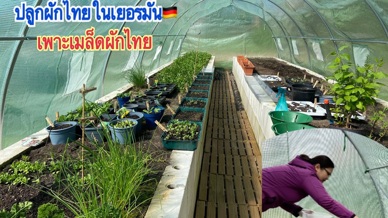 เพาะเมล็ดผักไทยในต่างแดน ปลูกผักไทยในเยอรมัน🇩🇪/มะระขี้นก,มะเขือ,คะน้า,แมงลัก
