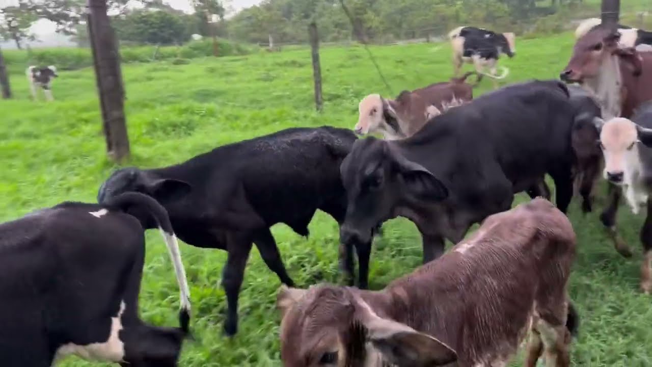 7 vaca produzindo 245 litros de leite au dia media 35 litros por vaca por dia