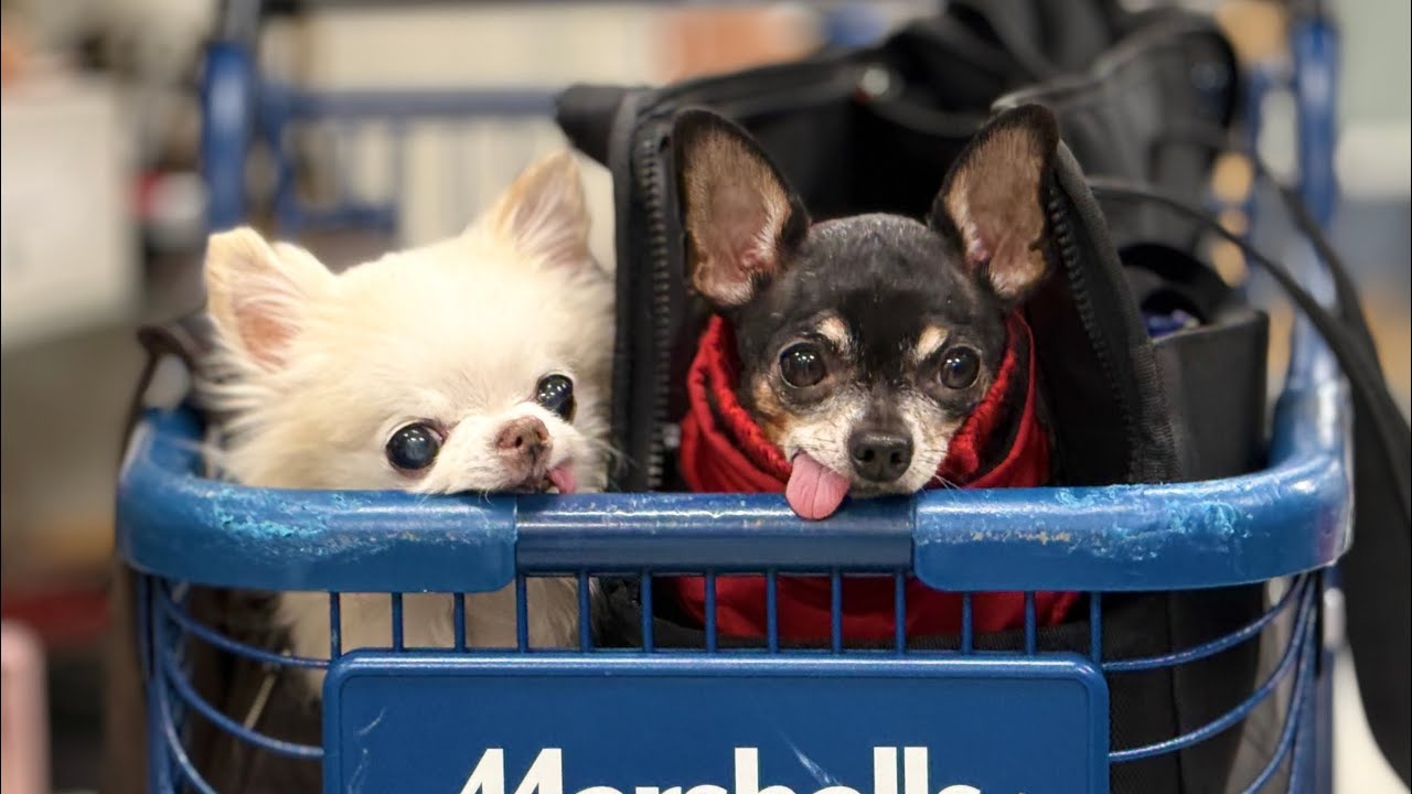 Tiny Chihuahuas Go Shopping For Christmas Gifts ( for each other ) 🥰