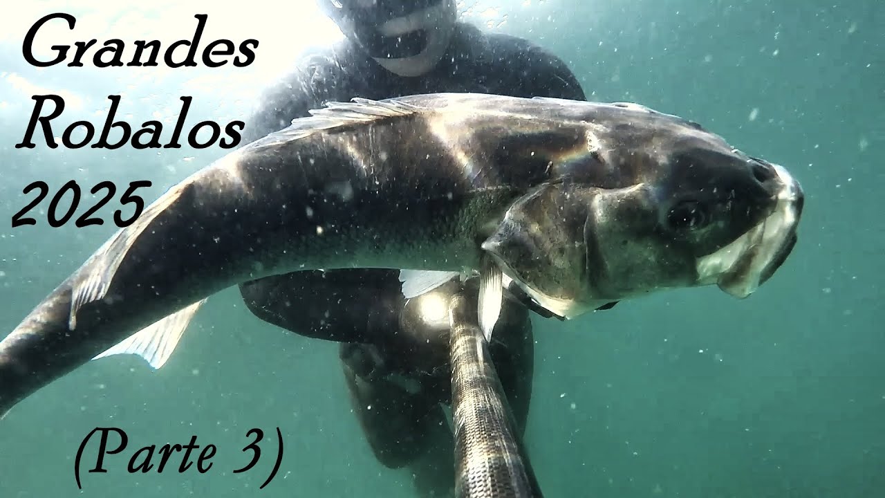 Grandes Robalos 2025 (Parte 3)