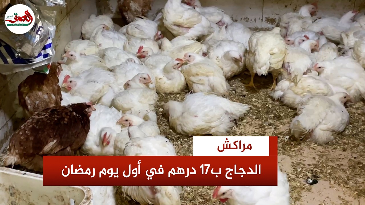 في أول يوم رمضان.. ارتفاع ثمن الدجاج الى 17 درهم وتاجر يعدد الاسباب