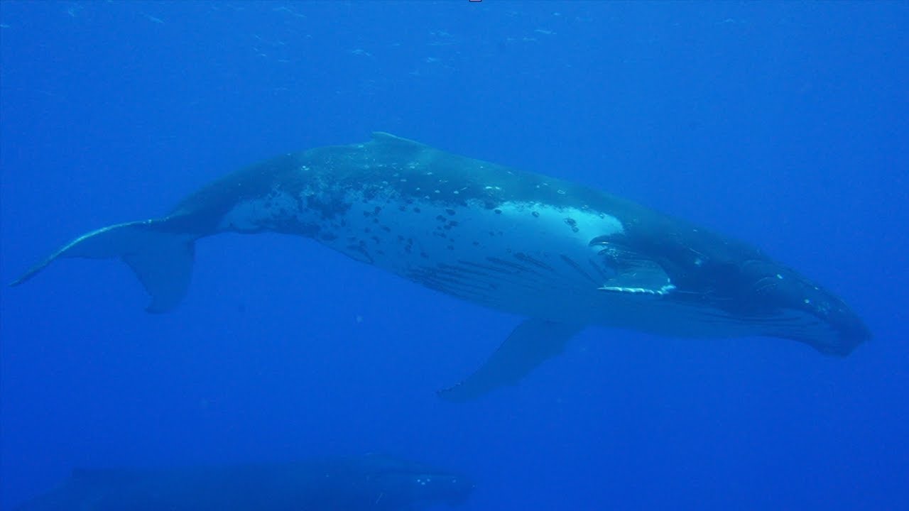 French Polynesia - Best of diving 2023 (HD)