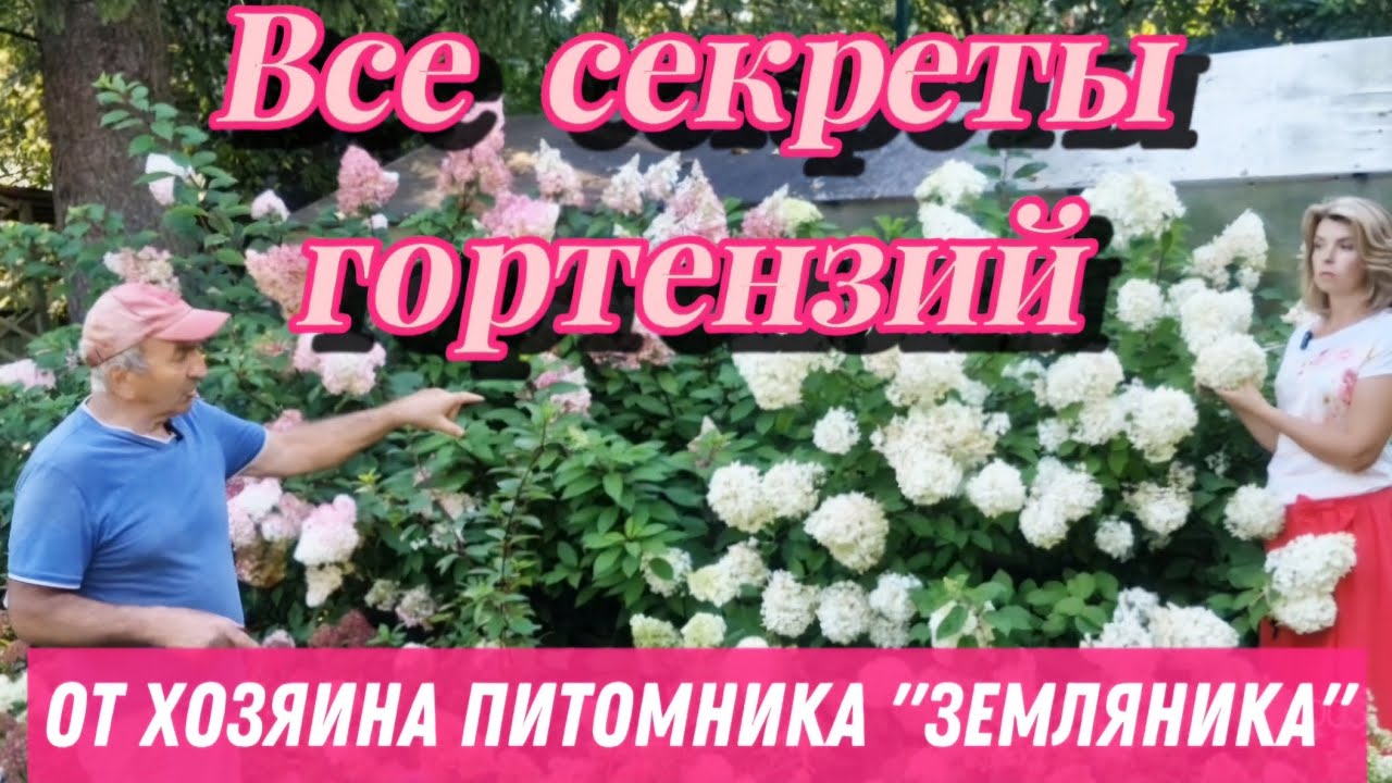ПЫШНОЕ ЦВЕТЕНИЕ ГОРТЕНЗИЙ в питомнике 