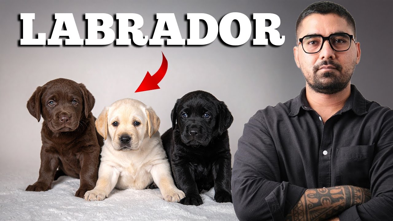 Labrador Retriever: Essential Guide for Every Owner | Dog behaviourist