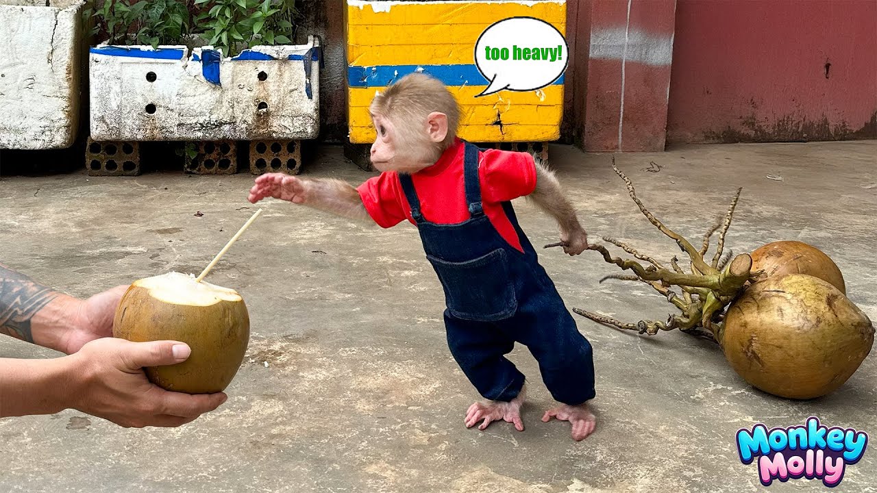 Unbelievable! Monkey Molly’s adorable reaction when Dad lets her try premium coconut water