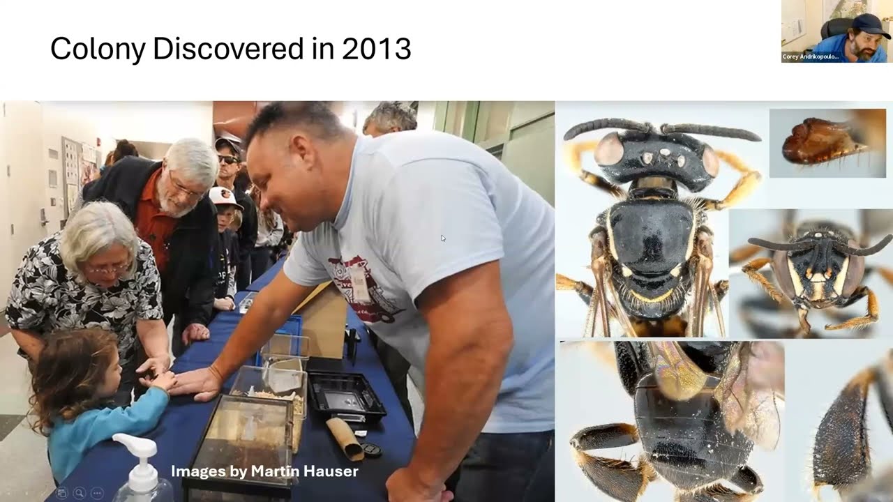 Corey Andrikopolous - Stingless Bees of Palo Alto