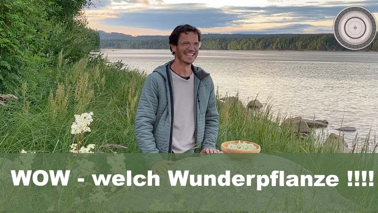 Wunderpflanze Mädesüß, was sie alles kann und Ansprüche