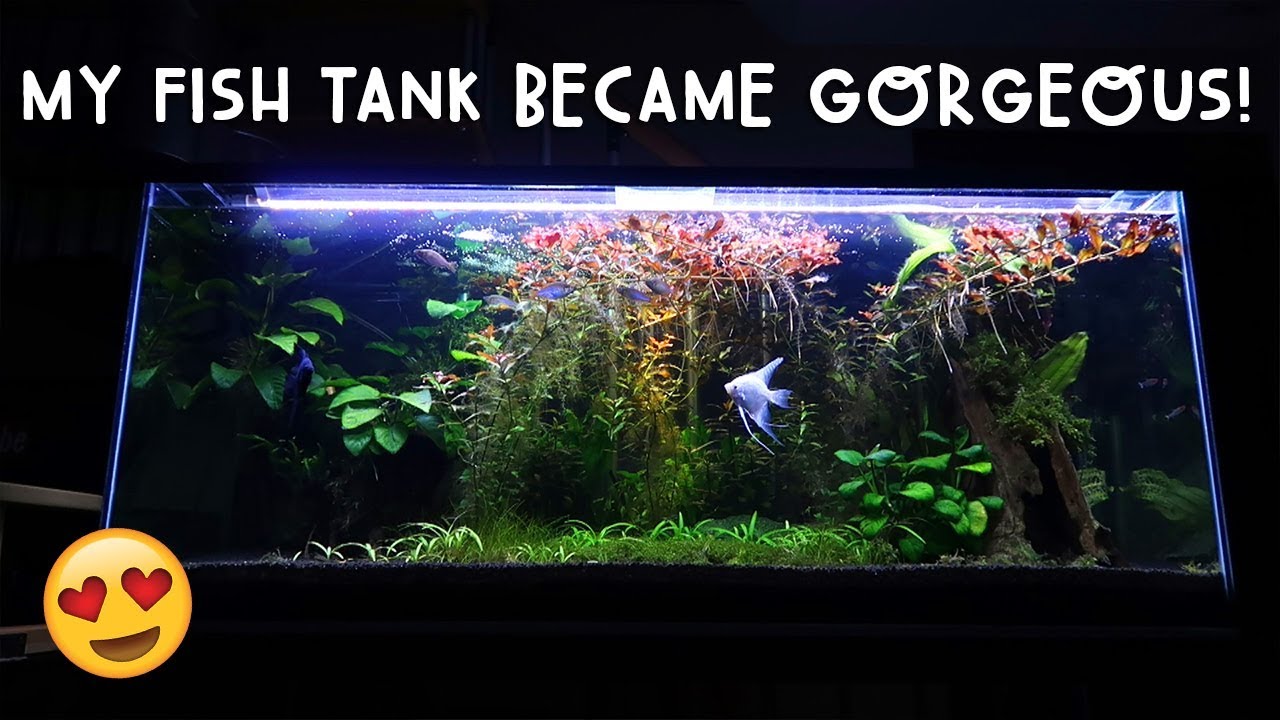 OMG! MY FISH TANK BECAME GORGEOUS! | Vlog #264
