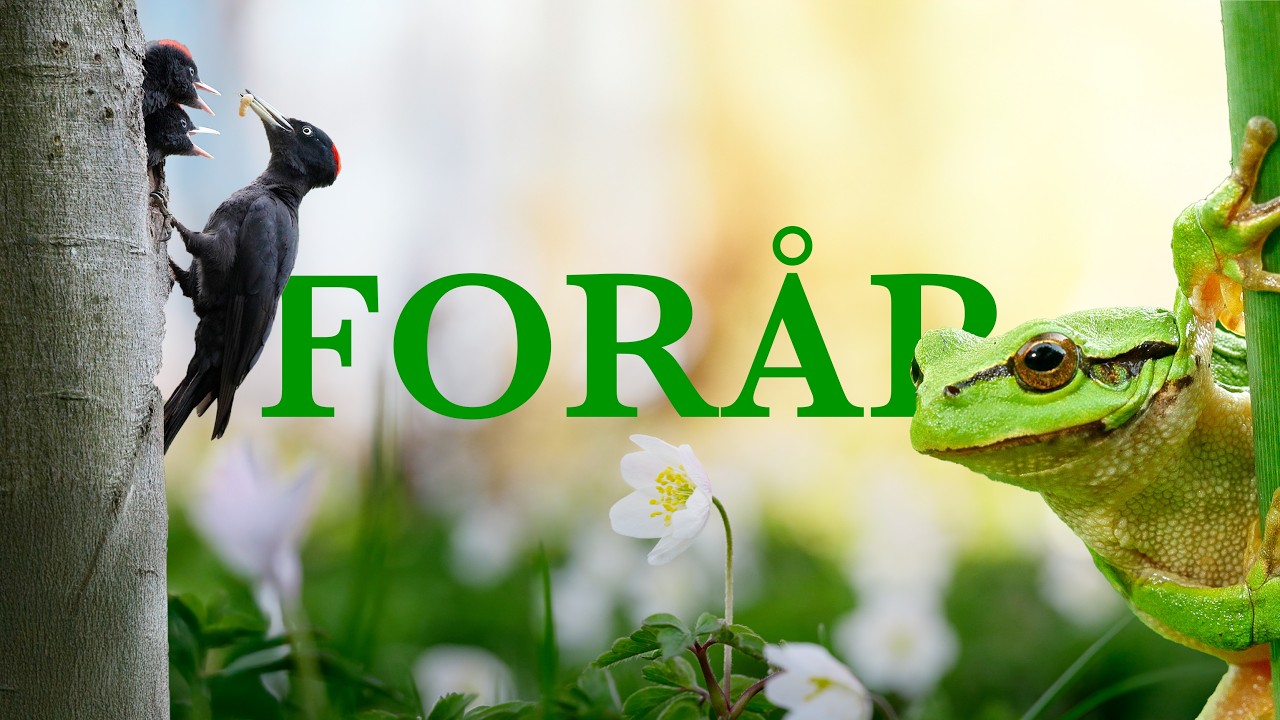 5 SJÆLDNE arter du SKAL se i foråret // Dansk natur