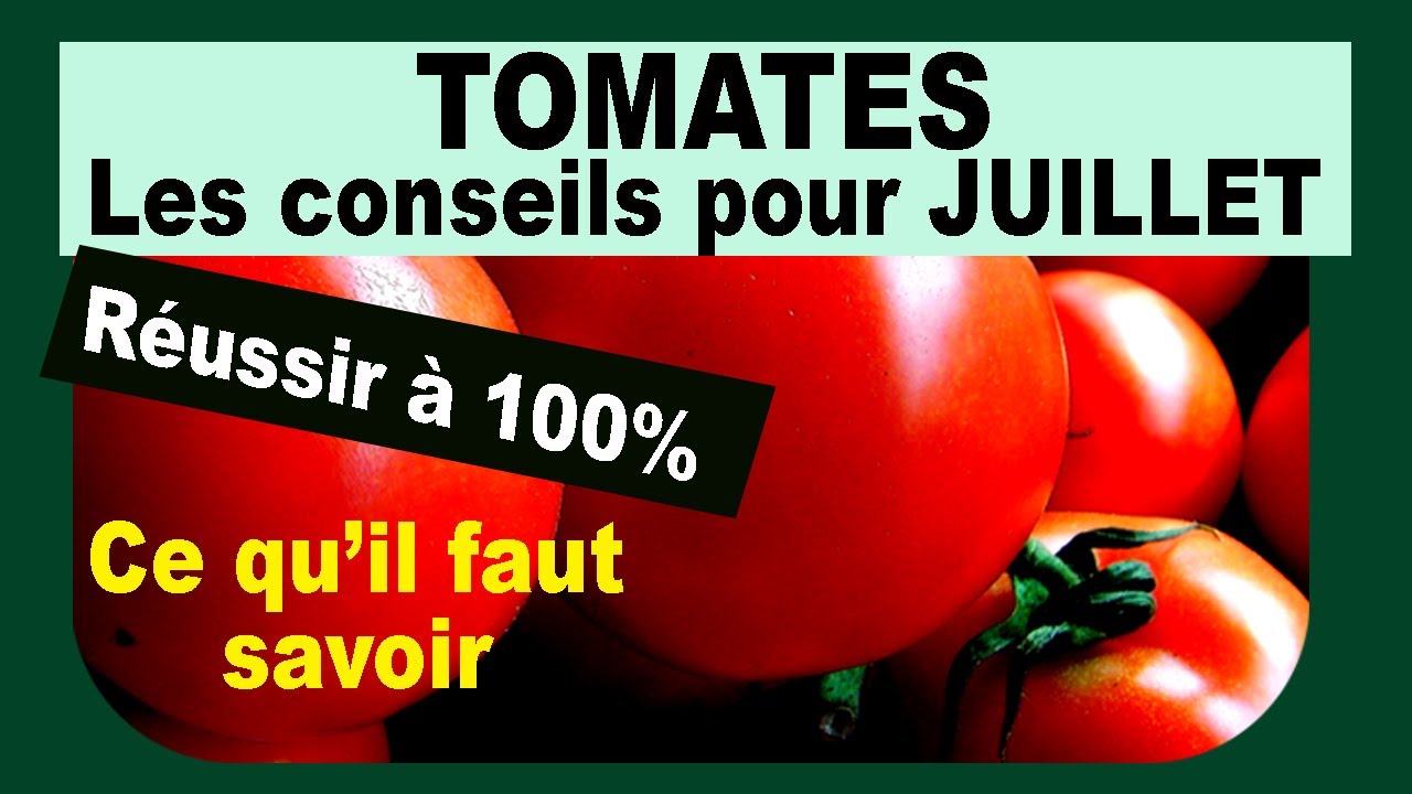 Conseils de juillet pour vos tomates bio