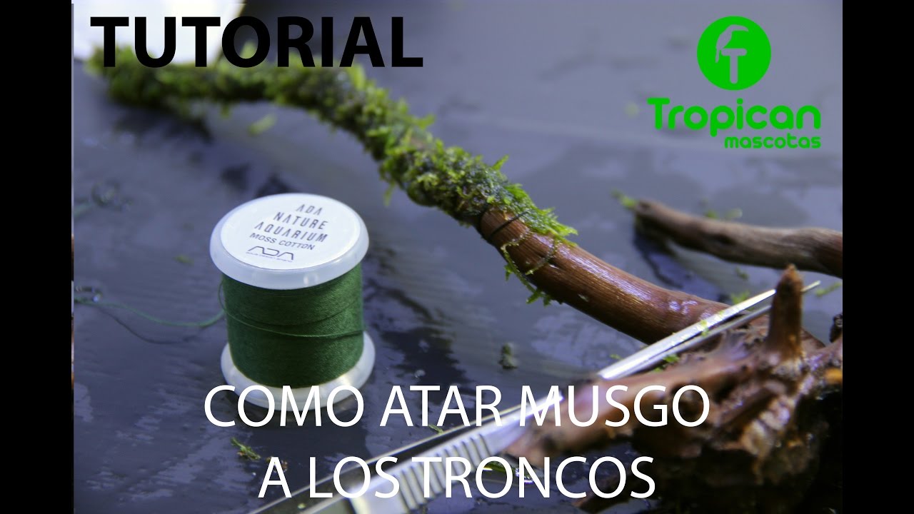 Foro acuarios: Decoración acuarios, trucos y elementos para decorarlos.