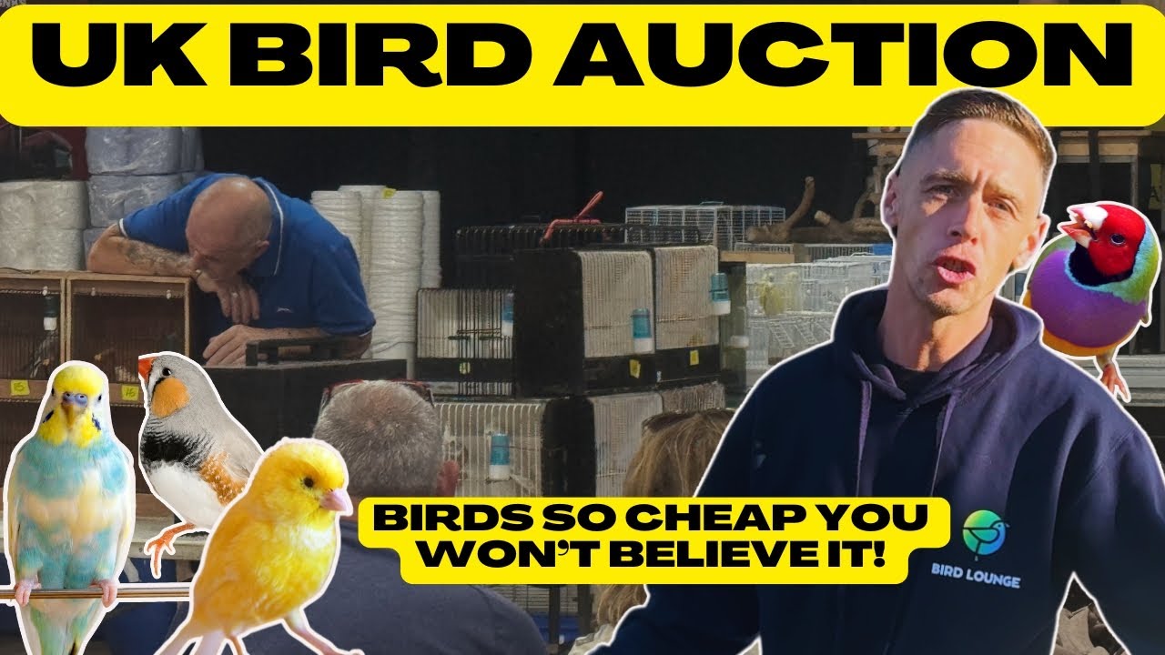 Inside a UK Bird Auction You Won’t Believe the Price