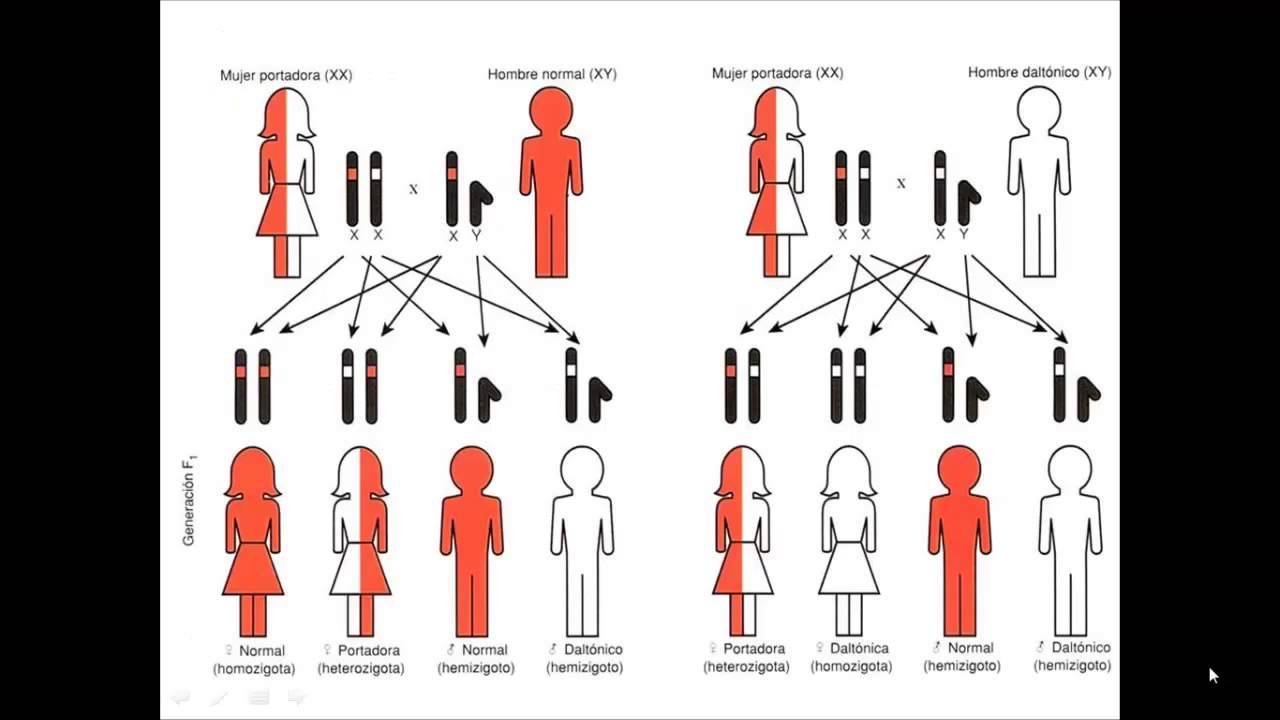 Enfermedades ligadas al sexo