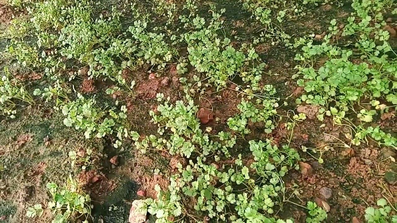 ছায়াযুক্ত জমিতে ধনেপাতা চাষ