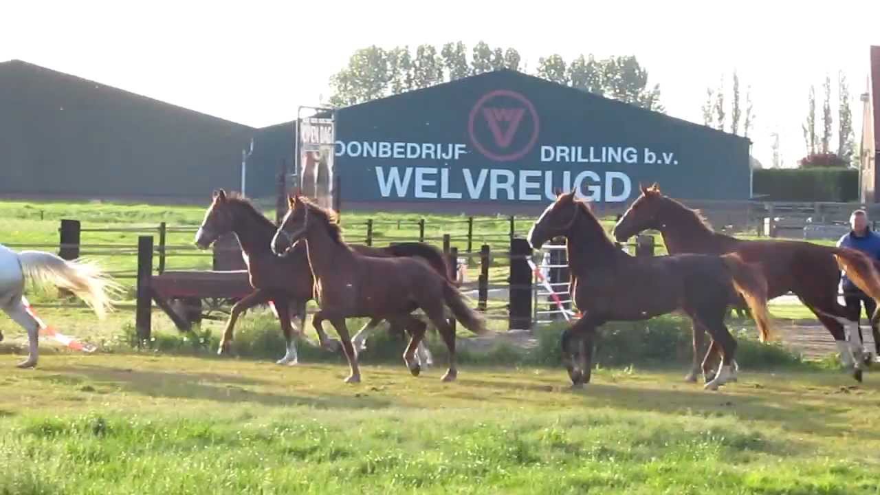 Paarden/ponies van Manege Stal Flicka naar de wei 2012 013.MOV