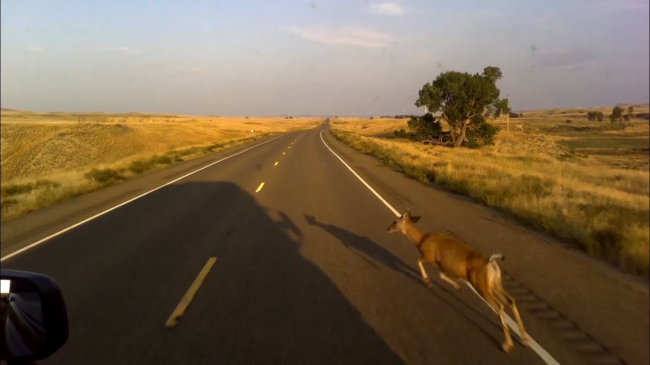 Hit Deer at 62 mph with semi
